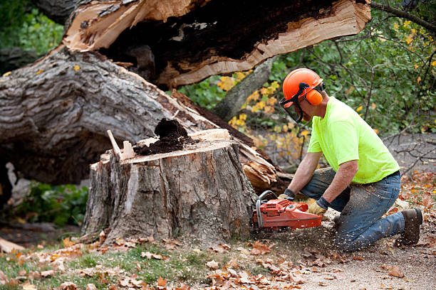 Best Lot and Land Clearing  in Nowthen, MN